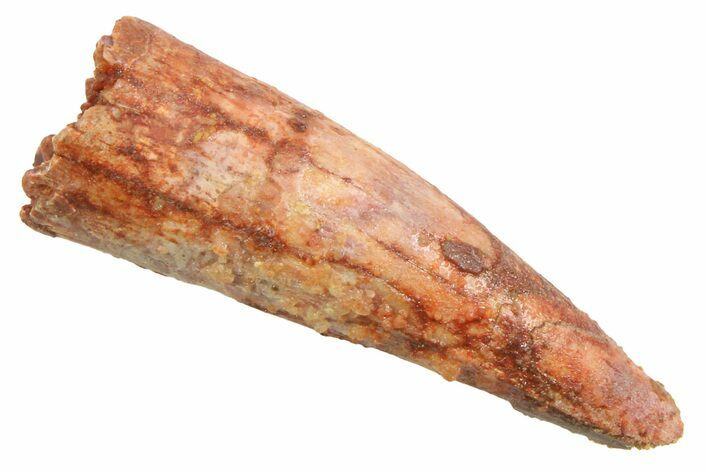 Juvenile Fossil Spinosaurus Tooth - Real Dinosaur Tooth #354838